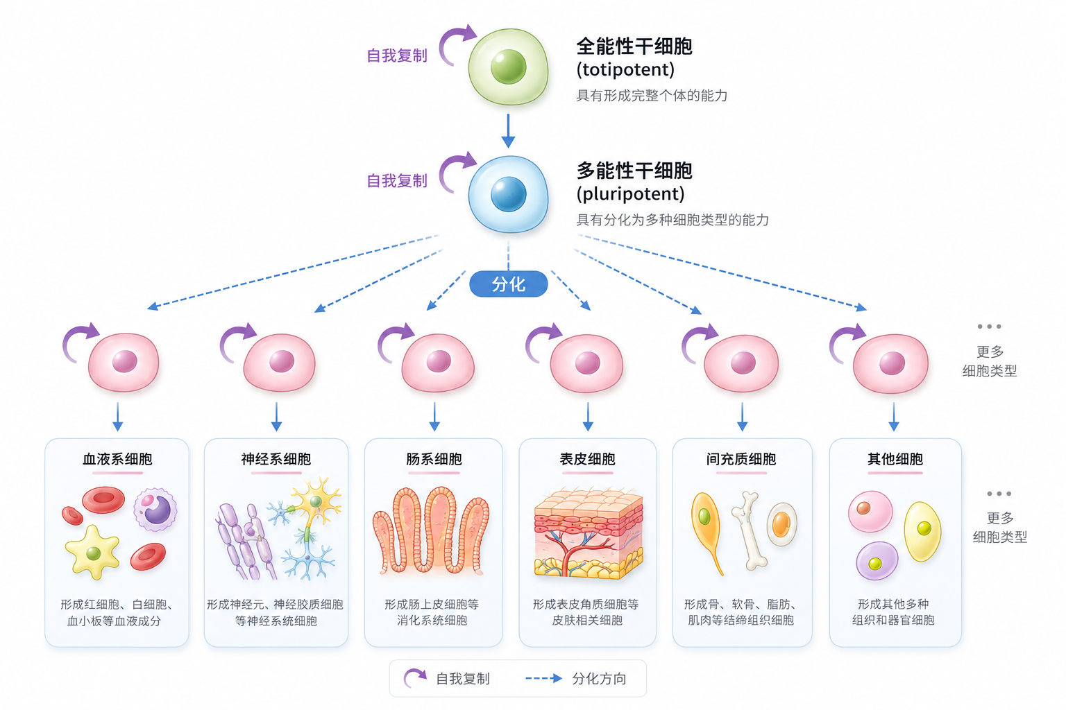 干细胞